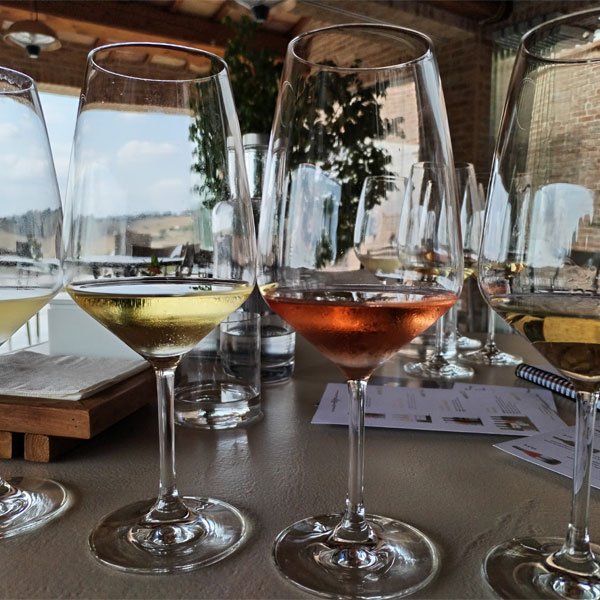 Culinary discoveries and tasting of organic wines from the Marche region